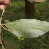 Acacia mangium Willd.